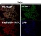 Anti-eIF4A3 Rabbit Monoclonal Antibody
