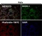Anti-eIF4A3 Rabbit Monoclonal Antibody