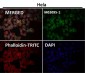 Anti-eIF4A3 Rabbit Monoclonal Antibody