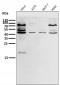 Anti-eIF4A3 Rabbit Monoclonal Antibody