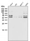 Anti-eIF4A3 Rabbit Monoclonal Antibody