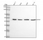 Anti-eIF4A1 Rabbit Monoclonal Antibody