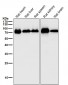 Anti-CYP1B1 Rabbit Monoclonal Antibody