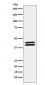 Anti-PON2 Rabbit Monoclonal Antibody