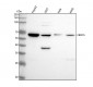 Anti-Emi1 Rabbit Monoclonal Antibody