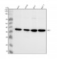 Anti-SAE1 Rabbit Monoclonal Antibody