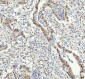 Anti-KAT8 / MYST1 / MOF Rabbit Monoclonal Antibody
