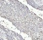 Anti-KAT8 / MYST1 / MOF Rabbit Monoclonal Antibody