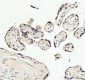 Anti-KAT8 / MYST1 / MOF Rabbit Monoclonal Antibody