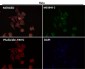 Anti-Destrin Rabbit Monoclonal Antibody