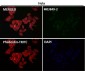 Anti-Destrin Rabbit Monoclonal Antibody