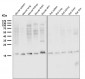 Anti-Destrin Rabbit Monoclonal Antibody