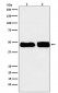 Anti-C4 binding protein Rabbit Monoclonal Antibody