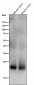 Anti-SOCS2 Rabbit Monoclonal Antibody