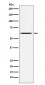 Anti-Yes1 Rabbit Monoclonal Antibody