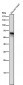 Anti-Yes1 Rabbit Monoclonal Antibody