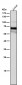 Anti-Yes1 Rabbit Monoclonal Antibody