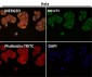 Anti-LIS1 Rabbit Monoclonal Antibody