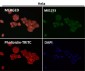 Anti-LIS1 Rabbit Monoclonal Antibody