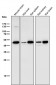 Anti-LIS1 Rabbit Monoclonal Antibody