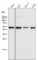 Anti-LIS1 Rabbit Monoclonal Antibody