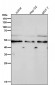 Anti-EGR2 Rabbit Monoclonal Antibody