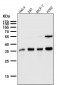 Anti-SMN1 Rabbit Monoclonal Antibody