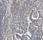 Anti-HSP10 Rabbit Monoclonal Antibody