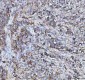 Anti-HSP10 Rabbit Monoclonal Antibody