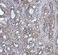 Anti-HSP10 Rabbit Monoclonal Antibody