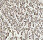 Anti-HSP10 Rabbit Monoclonal Antibody