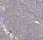 Anti-HSP10 Rabbit Monoclonal Antibody
