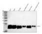 Anti-HSP10 Rabbit Monoclonal Antibody