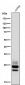 Anti-CD3G Rabbit Monoclonal Antibody