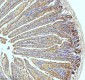 Anti-Xanthine Oxidase Rabbit Monoclonal Antibody