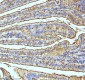 Anti-Xanthine Oxidase Rabbit Monoclonal Antibody