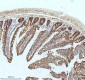 Anti-Xanthine Oxidase Rabbit Monoclonal Antibody
