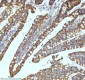 Anti-Xanthine Oxidase Rabbit Monoclonal Antibody