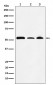 Anti-NONO / p54nrb Rabbit Monoclonal Antibody