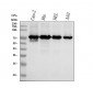 Anti-p60 CAF1 Rabbit Monoclonal Antibody