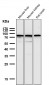 Anti-SUN2 Rabbit Monoclonal Antibody