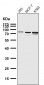 Anti-SUN2 Rabbit Monoclonal Antibody