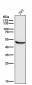 Anti-Glutathione Synthetase Rabbit Monoclonal Antibody
