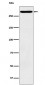 Anti-CD35 Rabbit Monoclonal Antibody
