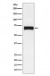 Anti-Nectin 2 Rabbit Monoclonal Antibody
