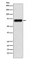 Anti-PCK1 Rabbit Monoclonal Antibody