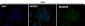Anti-MGEA5 Rabbit Monoclonal Antibody