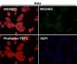 Anti-MGEA5 Rabbit Monoclonal Antibody