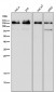 Anti-MGEA5 Rabbit Monoclonal Antibody