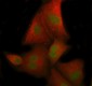 Anti-RACK1 Rabbit Monoclonal Antibody